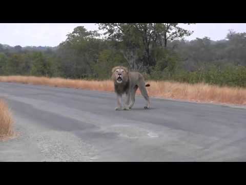 شاهد أسد عجوز يبكي وحيدًا في الغابة