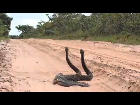 لحظة تزاوج بين ثعبانين عملاقين