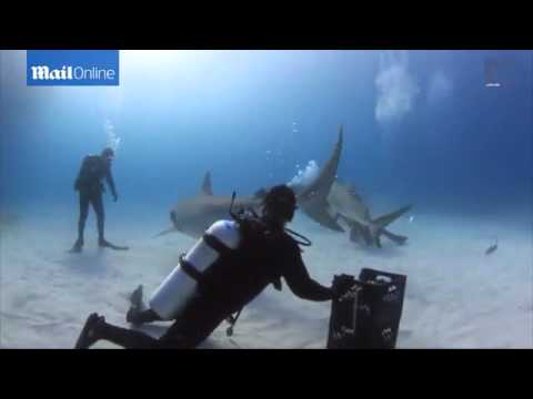 شاهد غواص يدرب قرشًا على الرقص أسفل المياه