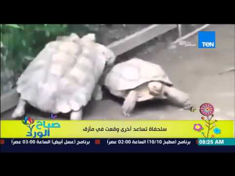 شاهد سلحفاة تساعد أخرى وقعت في مأزق