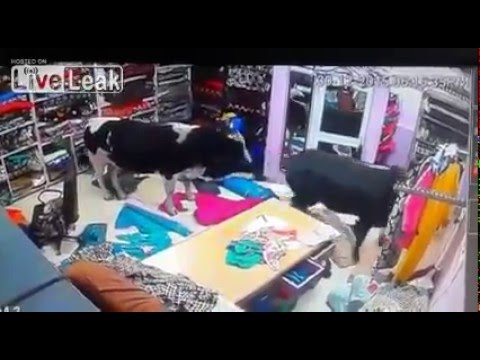 فيديو أبقار هائجة تقتحم محل ملابس حريمي