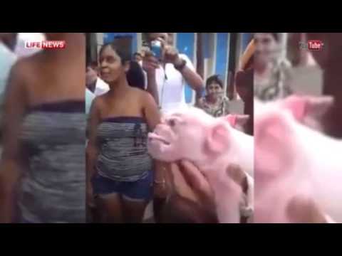 بالفيديو ولادة خنزير برأس قرد في كوبا