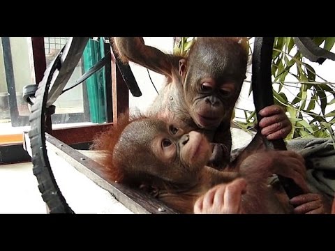 شاهد رد فعل أشهر إنسان غاب يتيم يرى بني جنسه لأول مرة