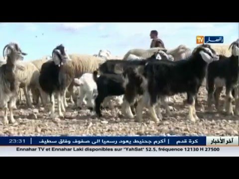 ندرة الغطاء النباتي يهدد 3 ألاف رأس من الماشية بالنفوق جوعا