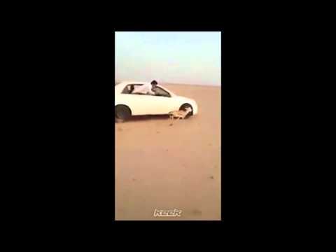 سعودي يصطاد غزال وهو جالس في سيارته