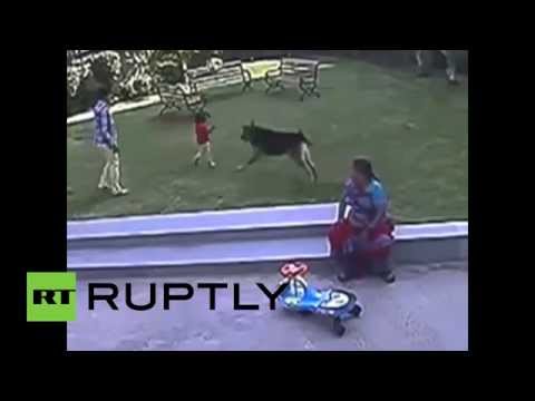كلب هندي يسحل رضيعة في حديقة عامة