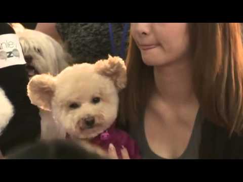 أكبر جلسة يوجا للكلاب في هونج كونج