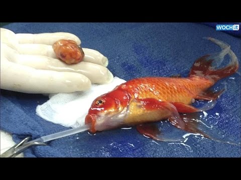 عملية جراحيَّة خطيرة لسمكة مصابة بالإمساك