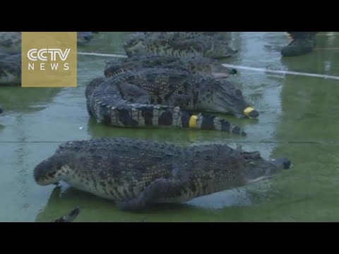 شاهد العثور على 70 تمساحًا مهددة بالانقراض