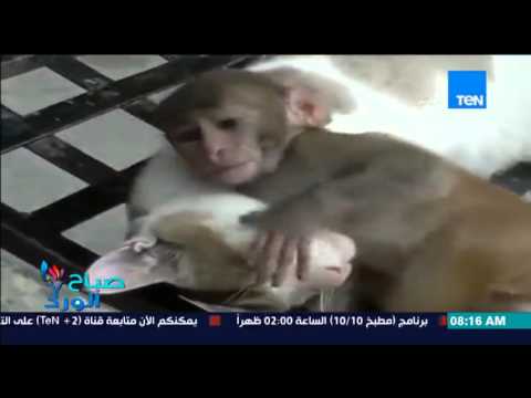 رد فعل غريب من قطة حاول قرد صغير إستفزازها