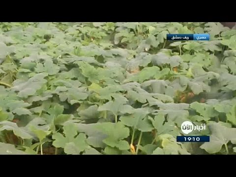 شاهد الزراعة في البيوت البلاستيكية كسر جديد لحصار الغوطة