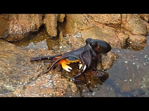 فيديو لقطات نادرة لأخطبوط يقفز من الماء