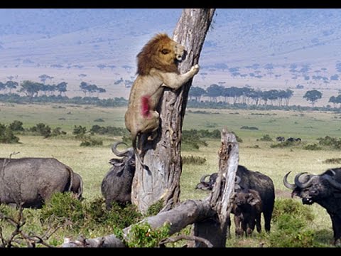 بالفيديو أقوى 5 معارك حية للحيوانات داخل الغابات