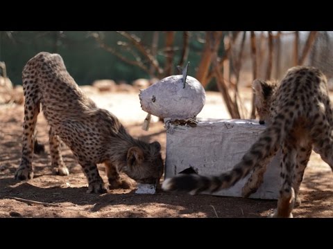 شاهد فهود تتعلم الصيد لأول مرة فى حياتها