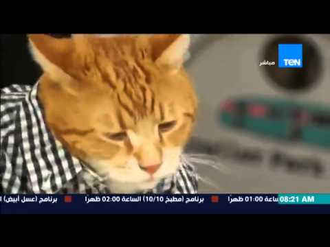 شاهد قطة تعزف على البيانو بمهارة عالية