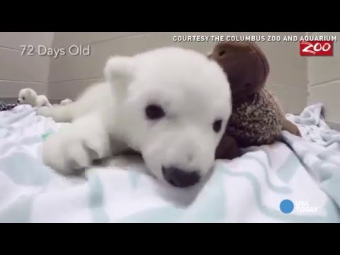 شاهد مراحل نمو دبة قطبية