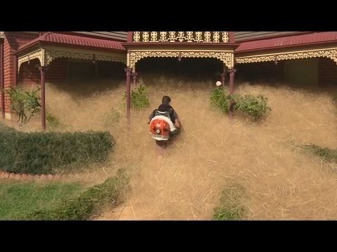 شاهد الشعر المذعور نبات يغطى بلدة استرالية