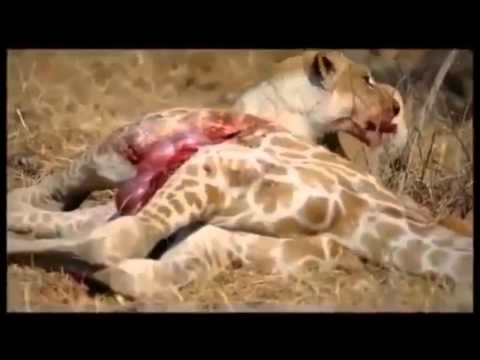 شاهد معركة شرسة بين تمساح ضخم ومجموعة من الأسود