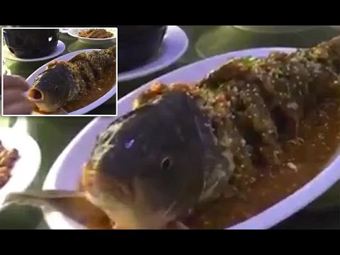 زبون يعذب سمكة نصف ميتة