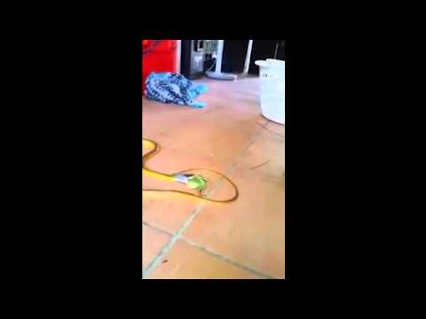 شاهد ضفدع صغير يظل على قيد الحياة رغم ابتلاع ثعبان لرأسه