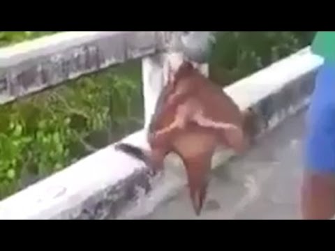 شاهد سمكة غريبة بساقين تثير رعب الصيادين