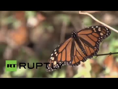 مشاهد رائعة لملايين الفراشات الملكية