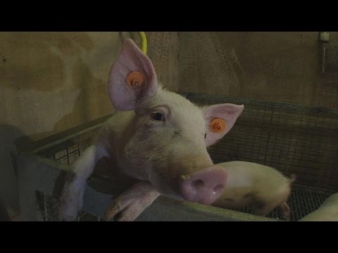 شاهد بحث لإنتاج علف حيواني جديد في بلجيكا