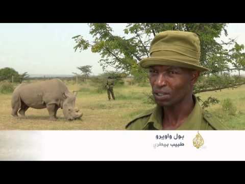 شاهد جهود في كينيا لحماية وحيد القرن الأبيض من الانقراض