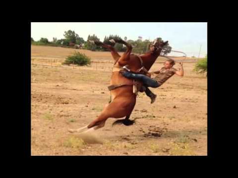 فيديو لحظة سقوط فتاة حسناء من فوق ظهر حصان