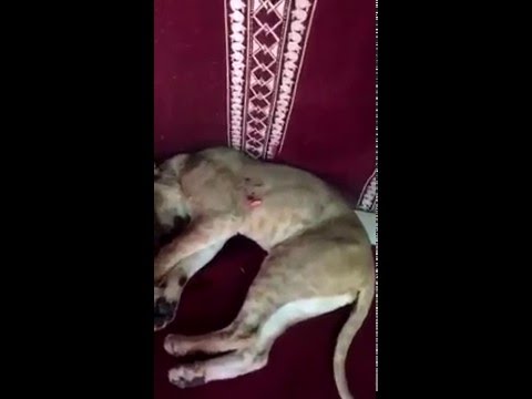 لبؤة تقتل مربيها الكويتى وصديقه ينتقم بطعنها حتى الموت