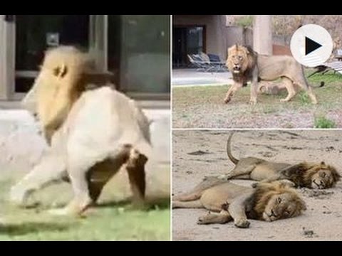 رد فعل أسد شاهد نفسه في المرآة