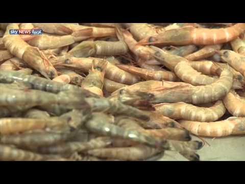 شاهد التوصيف الوراثي يرفع إنتاج سمك الزبيدي