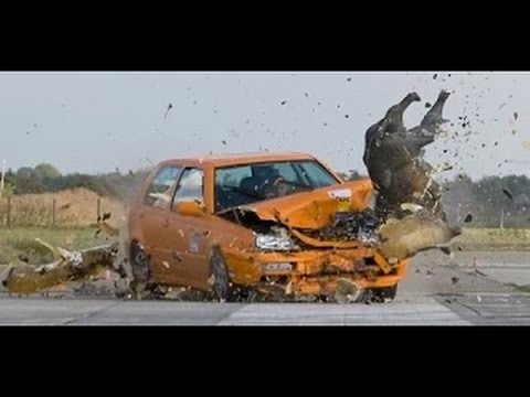 حوادث الحيوانات على الطريق