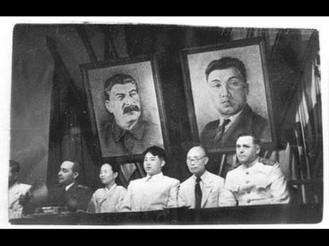 شاهد الهرة الصغيرة داشا تتعافي في مأوى الحيوانات