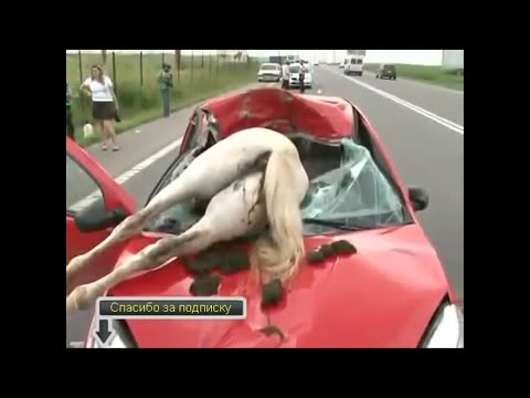 اقوى لقطات هجوم الحيوانات على الانسان