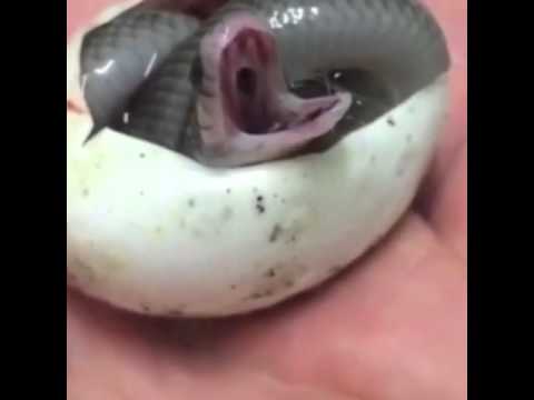  لقطات مذهلة للحظة خروج ثعبان صغير من بيضة