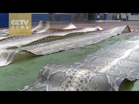 حرس الحدود الصينى يصادر 102 قطعة جلد ثعبان مهدد بالانقراض           