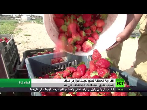 الفراولة المعلقة تنقذ موسم المزارعين في غزة