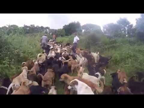 شاهد 1000 كلب يعيشون في مزرعة خاصة في كوستاريكا