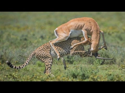 غزالة تنجو بأعجوبة من فهد