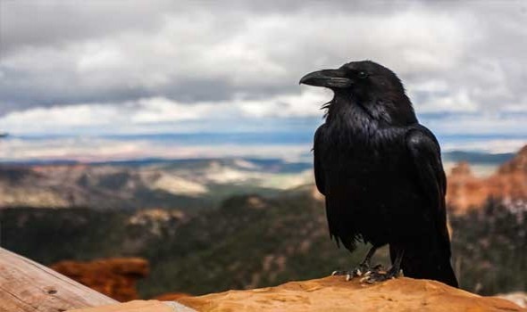  لبنان اليوم - تفسير رؤيا الغراب في المنام للرجل والمرأة