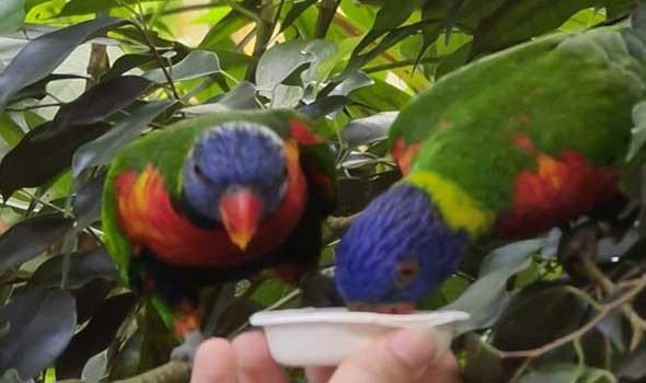  لبنان اليوم - رؤيا العصافير في الحلم للمرأة والرجل