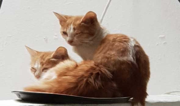  لبنان اليوم - تفسير رؤيا القطط في المنام للرجل والمرأة