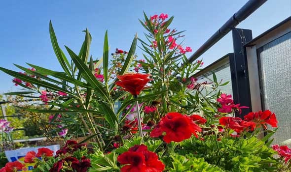  لبنان اليوم - تفسير رؤية الورد الاحمر في المنام للعزباء