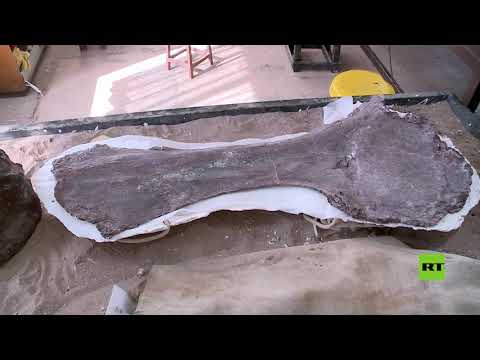 شاهد اكتشاف أقدم أحفورة تيتانوصور على الإطلاق في الأرجنتين